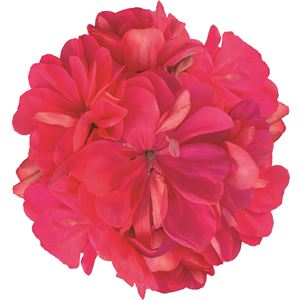 Afbeelding van Geranium Hang P12 Double Royal Coral